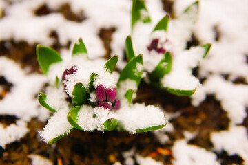 Osterglocken Osterblumen Schnee Blumen Frühling