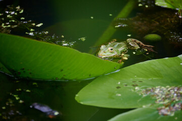 Spring frogs come to life, start mating, croak loudly, mate in pairs, the whole pond buzzes with their joyful frolics and games.