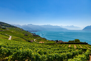 Fototapeta na wymiar Vineyards on Lake Geneva, excursions and itineraries among the vineyards, panorama on Lake Geneva.
