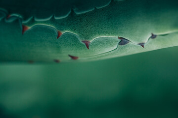 Macro close-up of Aloe Vera thorns and leaves. Abstract styled image.