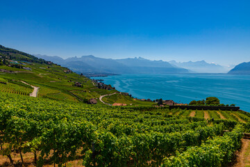 Vineyards on Lake Geneva, excursions and itineraries among the vineyards, panorama on Lake Geneva.