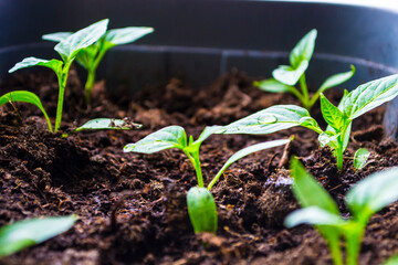 Seedling of young plants on windowsills at home.