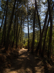 Path between big pine trees in the forest