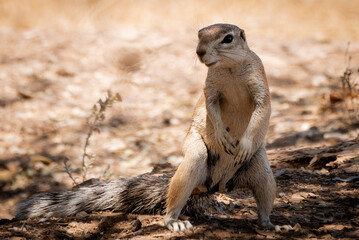 Desert squirrel
