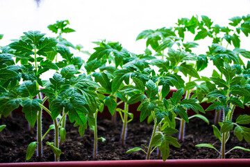 Seedling of young plants on windowsills at home.