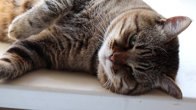Cat basks in the sun. Cute cat lies on windowsill. Close-up. Fat cat. Home pet.