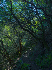 Obraz premium Path between trees in a forest