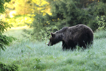 Fototapeta premium A beautiful brown bear (ursus arctos )in a natural environment at the edge of a meadow
