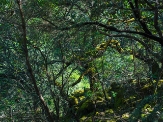 Illuminated tree among branches of other trees in the forest