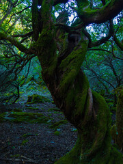 Obraz premium Tree branches and trunks in a natural forest