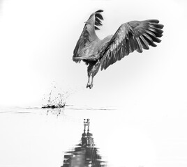 Black Kite