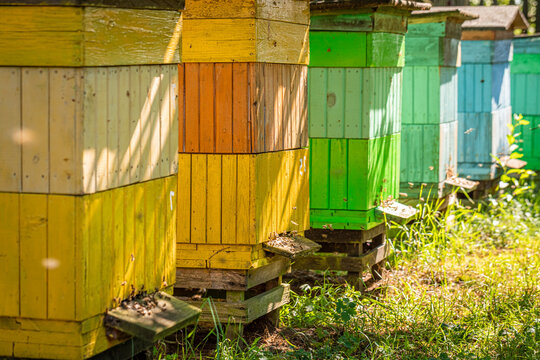 Wooden apiary in summer. Production of ecological honey.