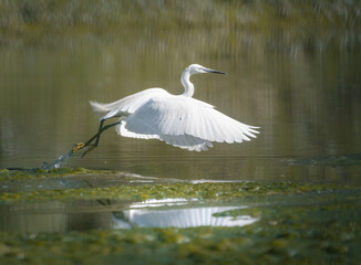 Egret