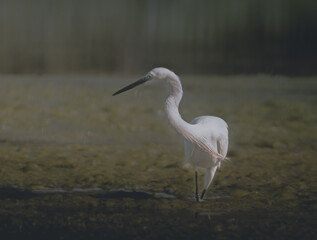 Egret