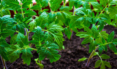 Seedling of young plants on windowsills at home.