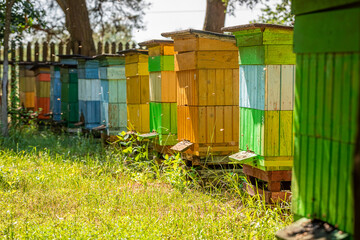 Obraz premium Handmade apiary in countryside. Production of ecological honey.