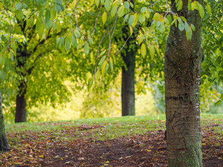 Soft focus shot of beautiful lush trees in the park