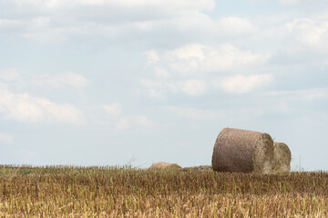 A haystack left in a field after harvesting grain crops. Harvesting straw for animal feed. End of the harvest season. Round bales of hay are scattered across the farmer's field.