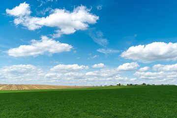 Beautiful summer countryside landscape. Blue sky and fluffy clouds over a rural field with wheat and other cereals. Bales of hay or straw in the field for drying and feeding livestock.