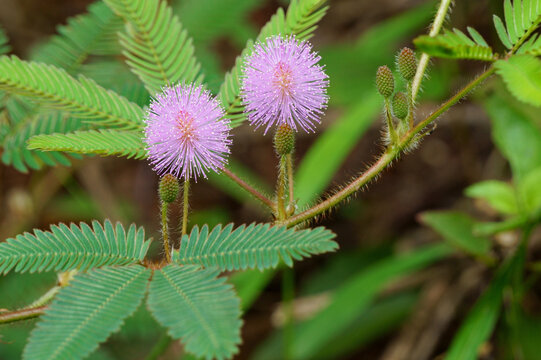 オジギソウ の画像 4 370 件の Stock 写真 ベクターおよびビデオ Adobe Stock