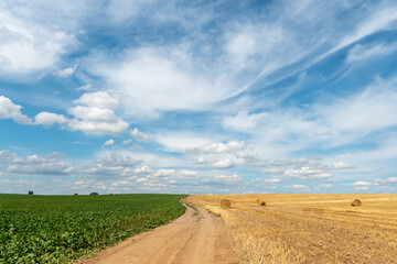 Obraz premium A dirt road between two rural fields. Agricultural field with wheat and beets. Hay bales in a field under a beautiful blue sky and fluffy clouds. Summer rural landscape. Agrotourism.