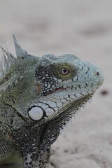 Leguankopf