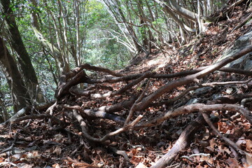大豊町　杖立山