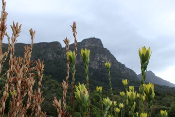 Flowers in Kirstenbosh botanical garden, Cape Town, South Africa