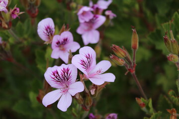Flowers in Kirstenbosh botanical garden, Cape Town, South Africa