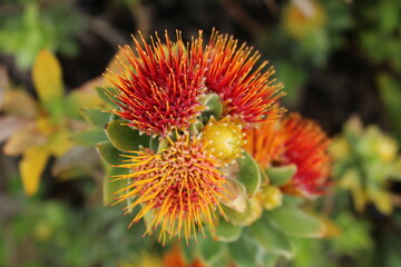 Flowers in Kirstenbosh botanical garden, Cape Town, South Africa