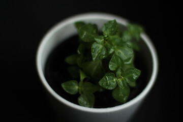 little plants in the dark