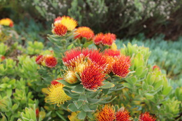 Flowers in Kirstenbosh botanical garden, Cape Town, South Africa