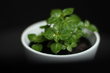 little plants in the dark