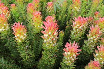Flowers in Kirstenbosh botanical garden, Cape Town, South Africa