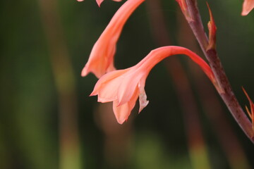 Flowers in Kirstenbosh botanical garden, Cape Town, South Africa