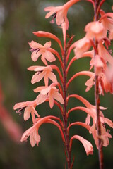 Flowers in Kirstenbosh botanical garden, Cape Town, South Africa