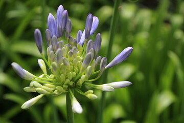 Flowers in Kirstenbosh botanical garden, Cape Town, South Africa