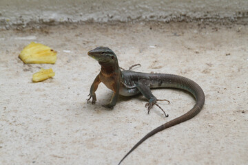 Nahaufnahme Gekko