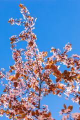 A branch of blossoming sakura against the background of the purest blue sky (minimalist photo)
