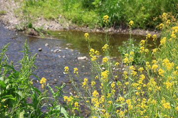 川にある風景。東京を流れる野川の風景。狛江近辺。岸辺に咲く菜の花。