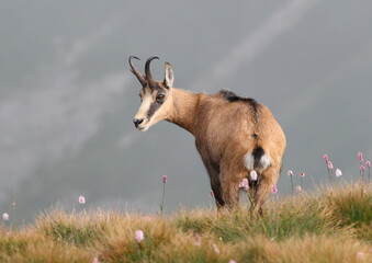 Chamois, Rupicapra rupicapra, on the rocky hill with spring medow, . Wildlife scene in nature. ...
