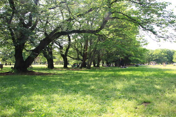 川にある風景。東京を流れる野川の風景。野川公園