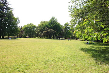 野川公園。草原と林。