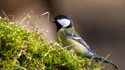 bird, natur, wild lebende tiere, tier, ast, blau, gelb, wild, kohlmeise,