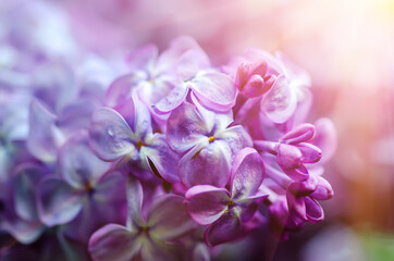 Lilac flowers macro