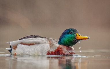 Schwimmende Stockente im See