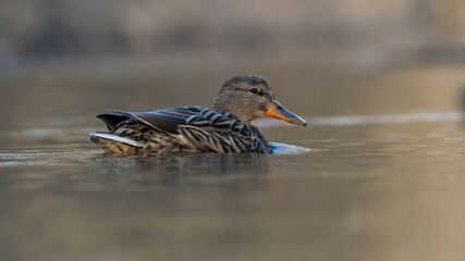 ente, bird, stockente, wasser, natur, tier, ente, bird, wild lebende tiere