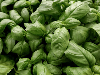 immagine a tutto tondo di brillante coltivazione di insalata 