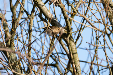 bird on a tree