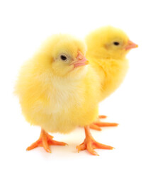Two yellow chicken.